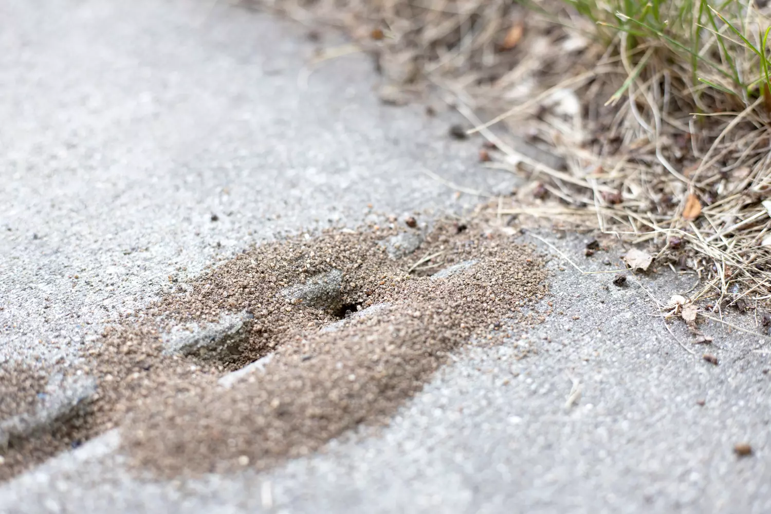 Ameisen ade: Hol dieses Küchenprodukt aus dem Schrank und streu es im Garten – unfassbar effektiv!