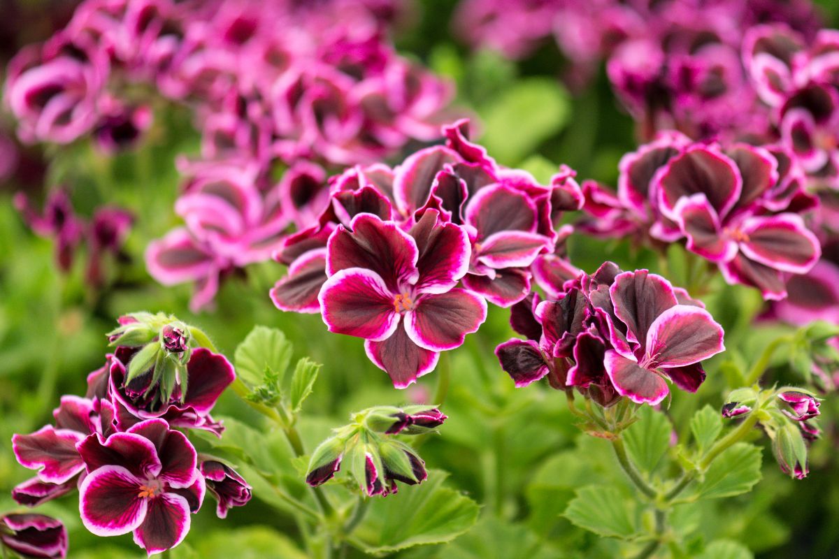 Diese Duft-Wunderpflanze vertreibt Mücken, verzaubert deine Abende und macht deinen Balkon zum Hingucker – jetzt unbedingt pflanzen!