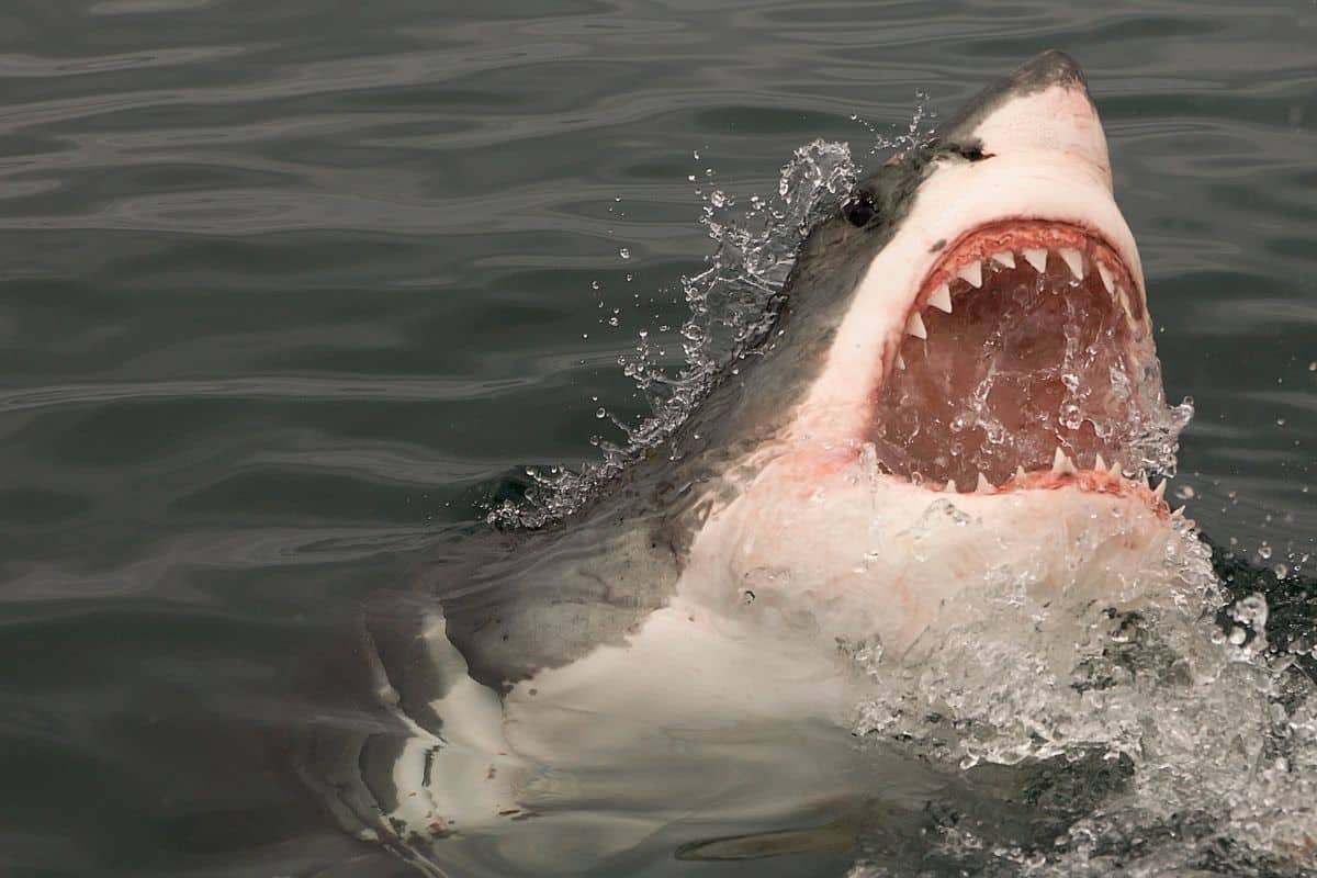 Schock im Urlaubsparadies: Gigantischer Weißer Hai nahe einem beliebten Feriengebiet gesichtet!