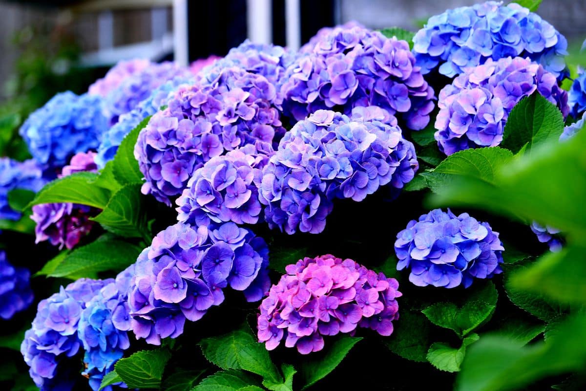 Top-Gärtner schlagen Alarm: Hören Sie sofort auf, sie zu pflanzen – das ist der schockierende Grund