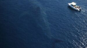 Im offenen Ozean wird ein Meeresraubtier von nie zuvor beobachteter Größe gesichtet