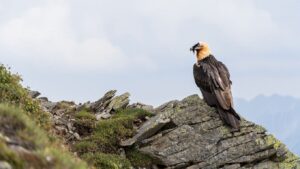 Seltene Bartgeier kehren nach Jahrzehnten ins Berner Oberland zurück